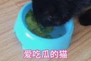 娱乐吃瓜猫咪视频大全,猫咪吃瓜视频大盘点